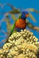 Rainbow Lorikeet in Australia photo