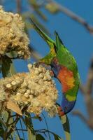 lorikeet arcoiris en australia foto