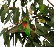 Purple-crowned Lorikeet in Australia photo