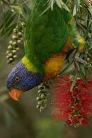 lorikeet arcoiris en australia foto