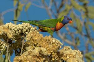 Rainbow Lorikeet in Australia photo