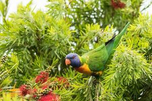 Rainbow Lorikeet in Australia photo