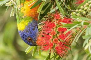 lorikeet arcoiris en australia foto