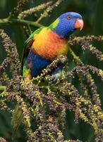 lorikeet arcoiris en australia foto