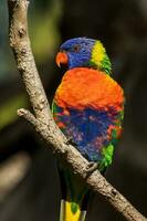 lorikeet arcoiris en australia foto