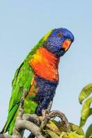 lorikeet arcoiris en australia foto