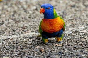 lorikeet arcoiris en australia foto