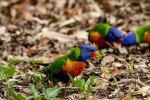 Rainbow Lorikeet in Australia photo