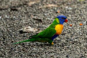 lorikeet arcoiris en australia foto