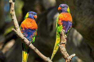 Rainbow Lorikeet in Australia photo