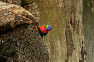 Rainbow Lorikeet in Australia photo