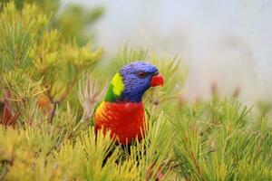 Rainbow Lorikeet in Australia photo