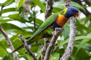 lorikeet arcoiris en australia foto