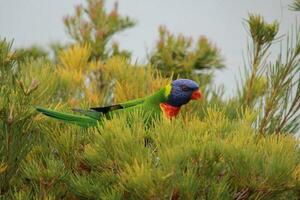 lorikeet arcoiris en australia foto