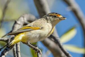 Red-browed Pardalote in Australia photo