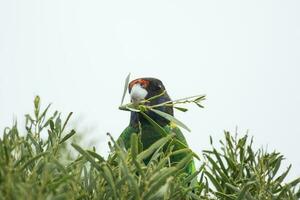 Red-capped Parrot in Australia photo