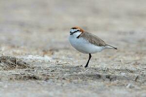 Red-capped Plover in Australia photo