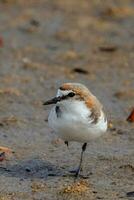 Red-capped Plover in Australia photo