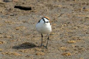 Red-capped Plover in Australia photo