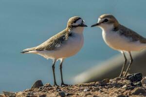 Red-capped Plover in Australia photo