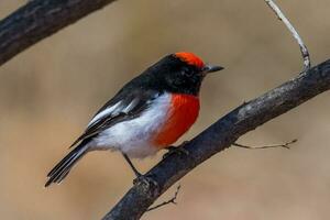 Red-capped Robin in Australia photo