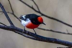 Red-capped Robin in Australia photo