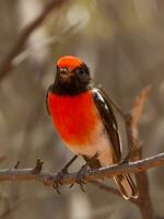 Red-capped Robin in Australia photo