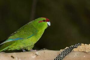 Red-crowned Parakeet of New Zealand photo