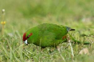 Red-crowned Parakeet of New Zealand photo