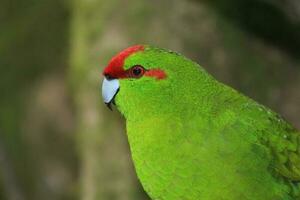 Red-crowned Parakeet of New Zealand photo