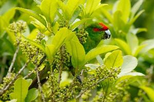 Red-crowned Parakeet of New Zealand photo