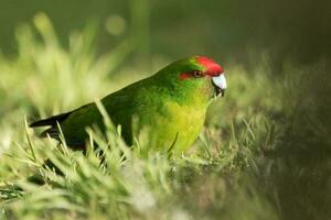 Red-crowned Parakeet of New Zealand photo