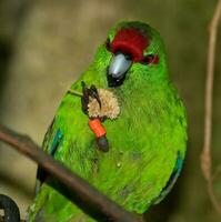 Red-crowned Parakeet in New Zealand photo