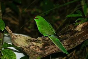 Red-crowned Parakeet in New Zealand photo