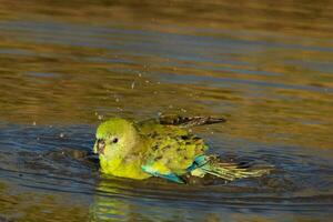 Red-rumped Parrot in Australia photo