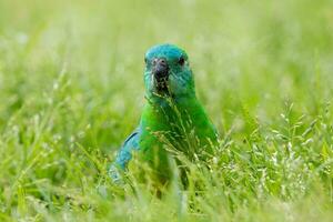 rabadilla roja loro en Australia foto