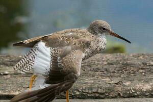 Common Redshank in UK photo