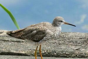 Common Redshank in UK photo