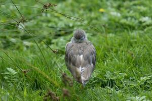 Common Redshank in UK photo