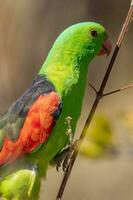 de alas rojas loro en Australia foto