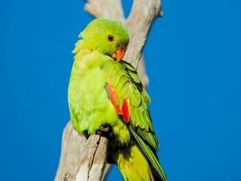 de alas rojas loro en Australia foto