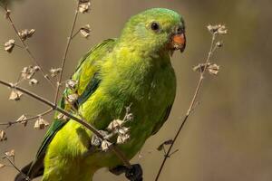 de alas rojas loro en Australia foto