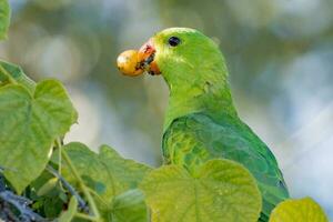 Red-winged Parrot in Australia photo