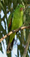 de alas rojas loro en Australia foto