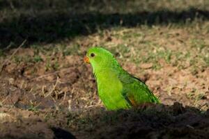 Red-winged Parrot in Australia photo