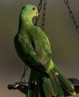 Red-winged Parrot in Australia photo