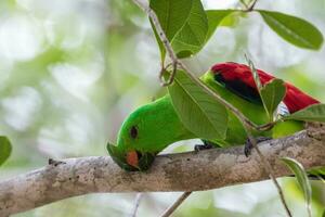 de alas rojas loro en Australia foto