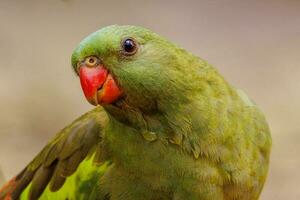 Regent Parrot in Australia photo