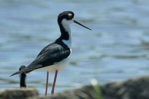 Black-necked Stilt in USA photo