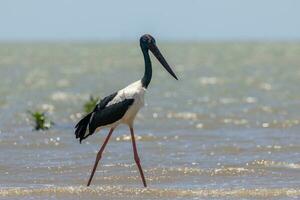 Jabiru Black-necked Stork photo